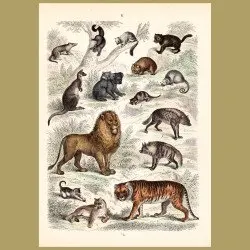 Carnivores And Marsupials: Lion, Tiger, Hyaena, Kangaroo, Koala etc