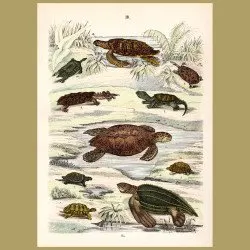 Turtles And Terrapins