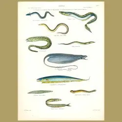 Sharpnosed Eel, Conger, Glassy Ophisure, Evenlipped Gymnote