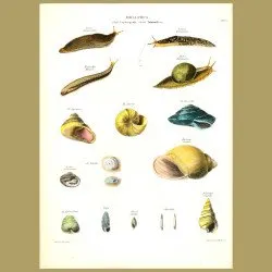 Snails and Slugs