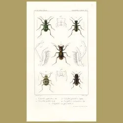 Beetles (Tetracha, Cicindela, Cicindela, Omophron, Notiophilus)