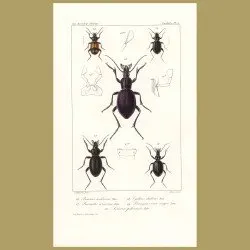 Beetles (Procerus, Procrustea, Cychrus, Panagoeus, Loucera)