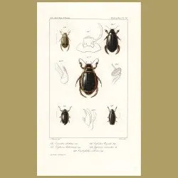 Beetles (Eunectes, Dytiscus, Cybister , Gyrinus, Orectochilus)