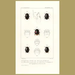 Beetles (Cyclonotum, Sphaeridium, Ceroyon, Megasternum, Cryptopleurum)