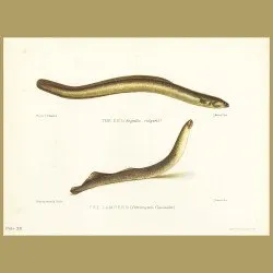 The Eel and The Lampern