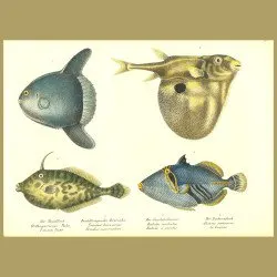 Ocean Sunfish, Three-Tooth Pufferfish, Unicorn Leatherjacket, Lagoon Triggerfish