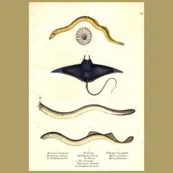 Sea Lamprey, Devil Ray And Atlantic Hagfish