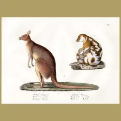 Great Red Kangaroo And Phalanger