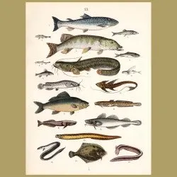Fish: Trout, Salmon, Cat Fish, Eels, Flying Fish Etc