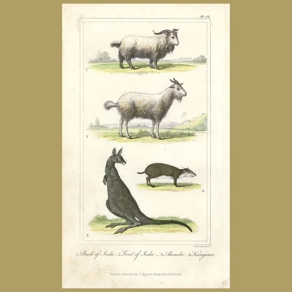 Antique print. Sheep of Juda, Akouchi, Kangaroo