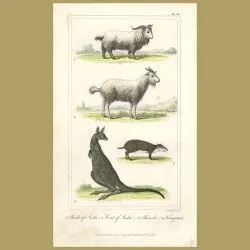 Sheep of Juda, Akouchi, Kangaroo