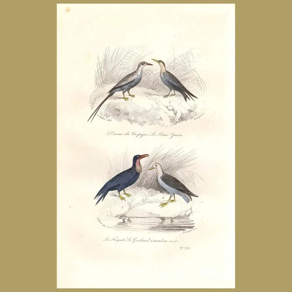 Antique print. Tropic Bird and Frigate Bird