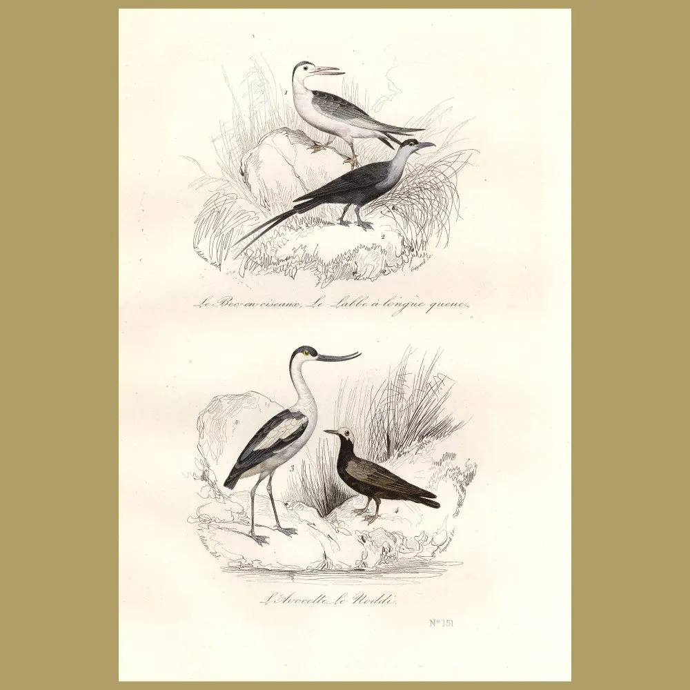 Antique print. Skua, Avocet and Noddy