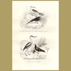 Skua, Avocet And Noddy