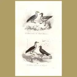 Petrel And Fulmar