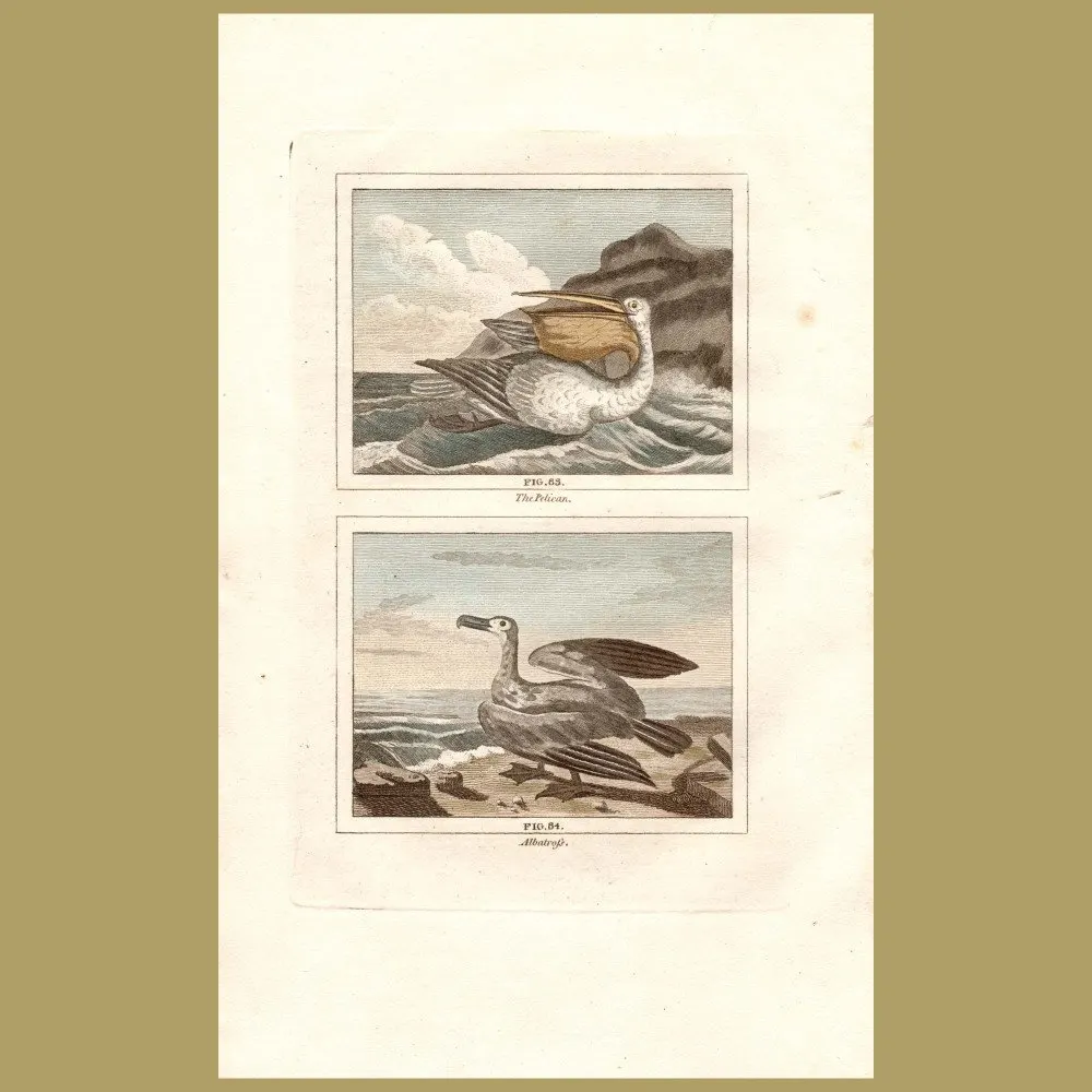 Antique print. Pelican and Albatross