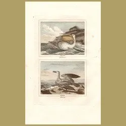 Pelican And Albatross