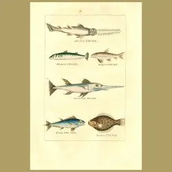 Saw Fish, Mackerel, Gudgeon, Sword Fish, Tunny And Turbot