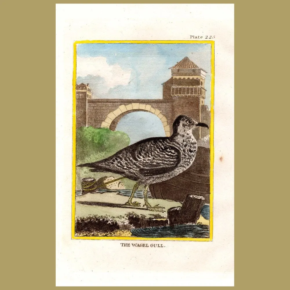 Antique print. Wagel Gull