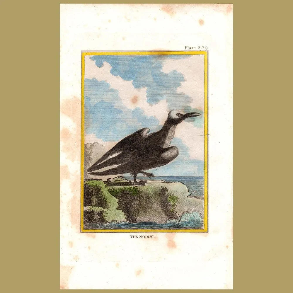 Antique print. Noddy