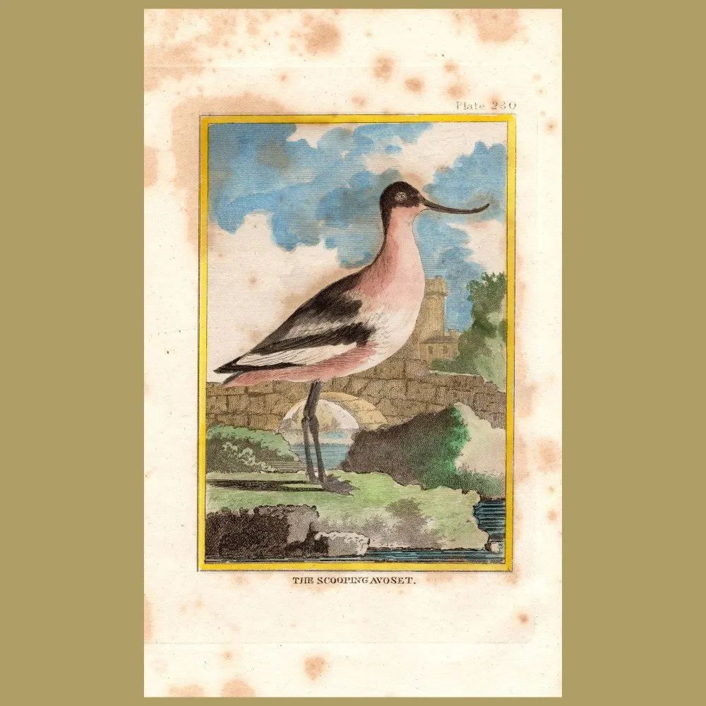 Antique print. Scooping Avoset