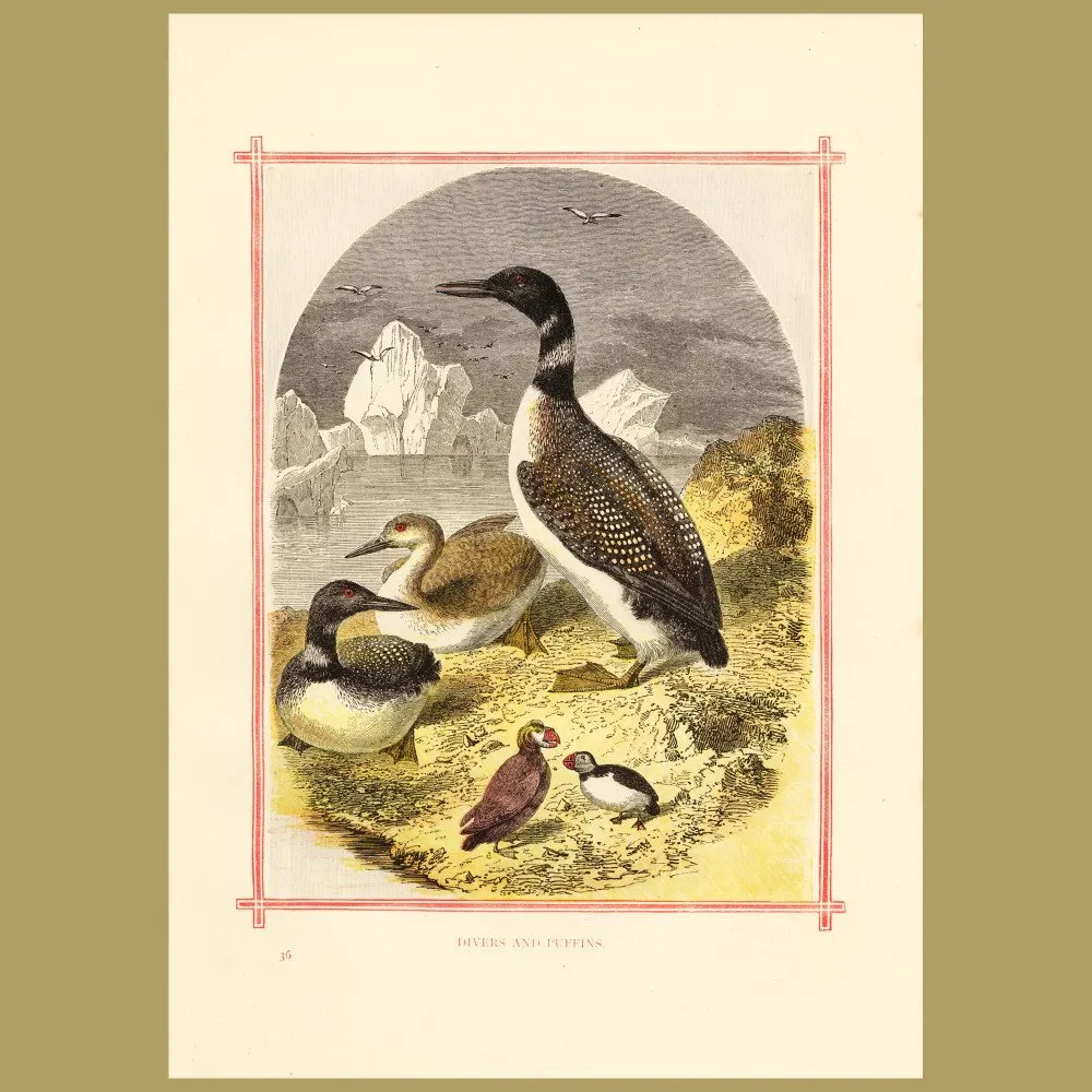Antique print. Diver And Puffins