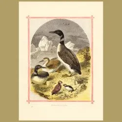 Diver And Puffins