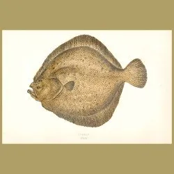 Turbot