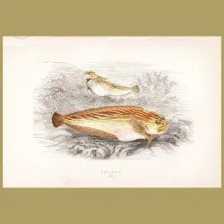 Sea Snail (Snail Fish)