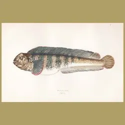 Wolf-fish