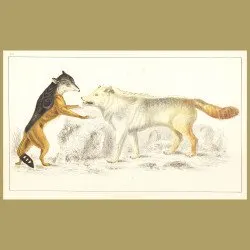 Cape Jackal And American Grey Wolf