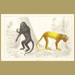 Royal Howler And Golden-Tailed Howler Monkeys