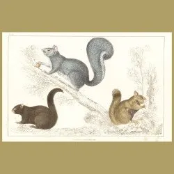 Squirrels