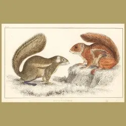 Fire-Footed Squirrel And Hottentot Squirrel