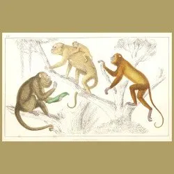Black Howler And Ursine Howler Monkeys