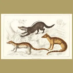 Zibet, Fossane And Malacca Genet