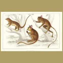 Little Galago, Podje Tarsier And Senegal Tarsier