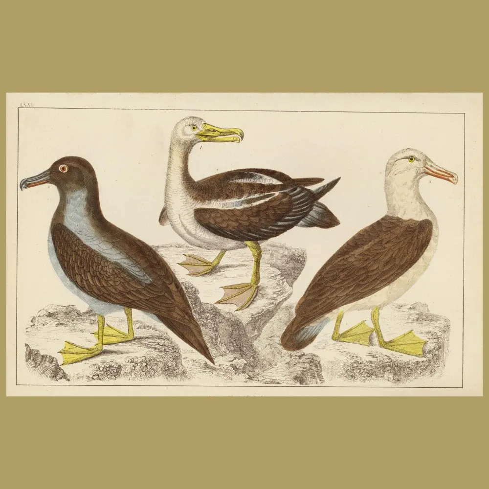 Antique print. Common Albatross, Sooty Albatross And Black-Eyed Albatross