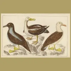 Common Albatross, Sooty Albatross And Black-Eyed Albatross