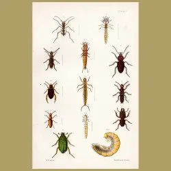 New Zealand Tiger Beetle, Water Beetle, Rove Beetle, Tangura Chafer Beetle