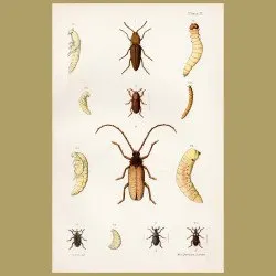 New Zealand Click Beetles And Huhu Beetle