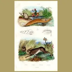Snail, Slug And Hare