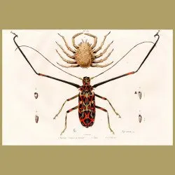 Long-horned Beetle And Crab