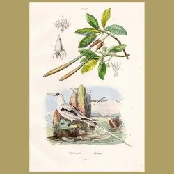 Tropic Bird And Mangrove