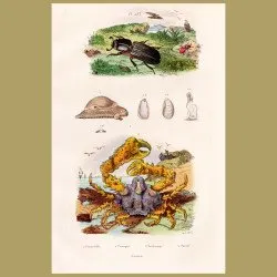 Click Beetle And Rock Crab