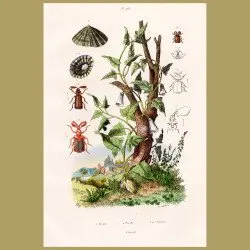 Shells, Beetles and Potato Plant