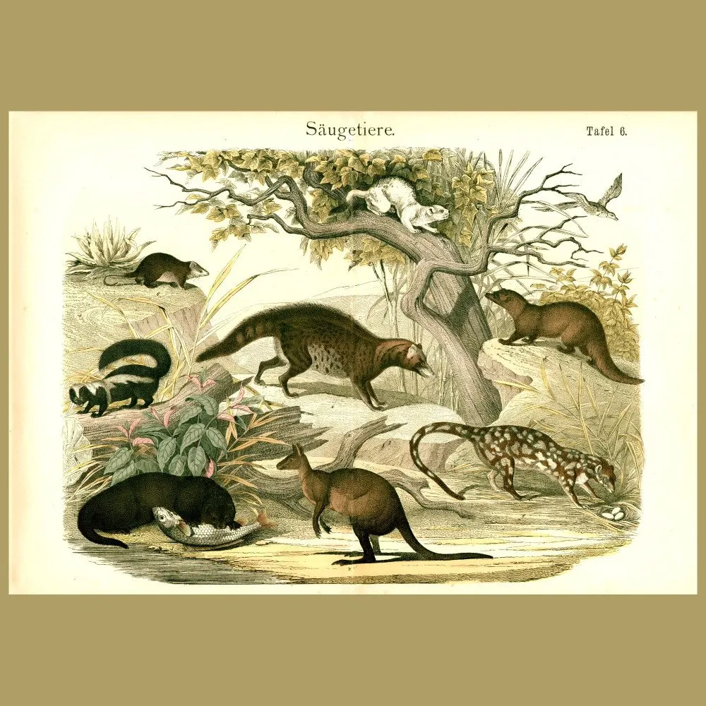 Antique print. Otters, Civets, Dasyure, Kangaroo Etc