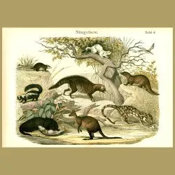 Otters, Civets, Dasyure, Kangaroo Etc
