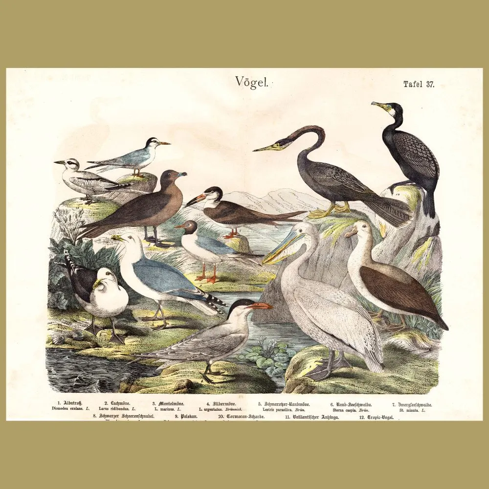 Antique print: Albatross, Gulls, Pelican