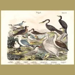 Albatross, Gulls, Pelican